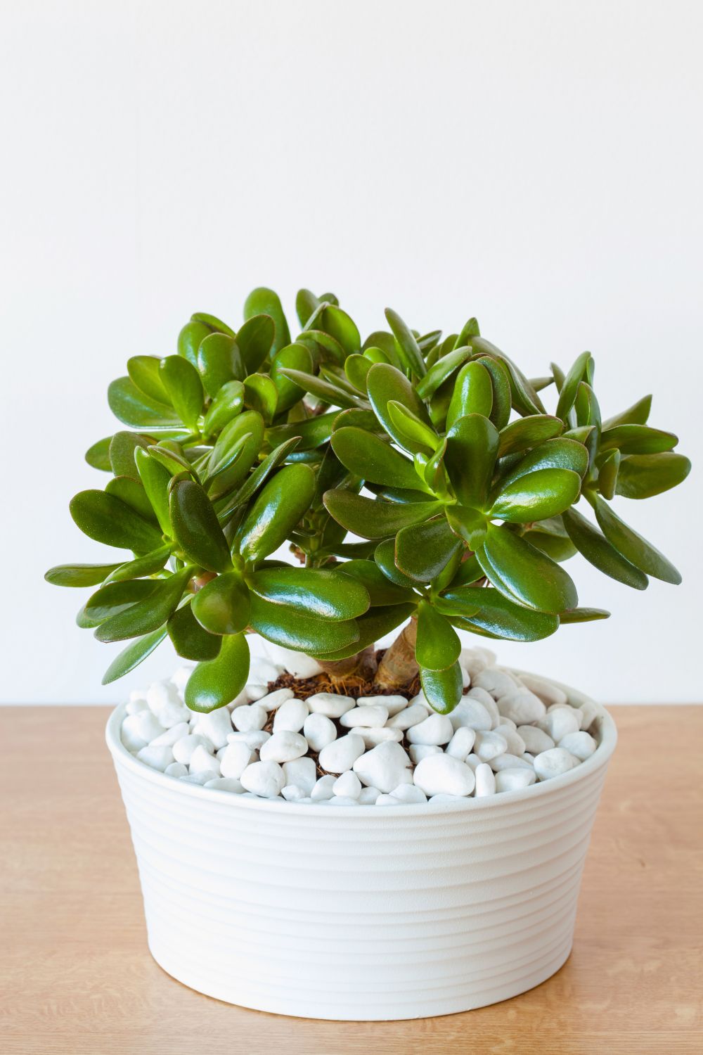crassula ovata