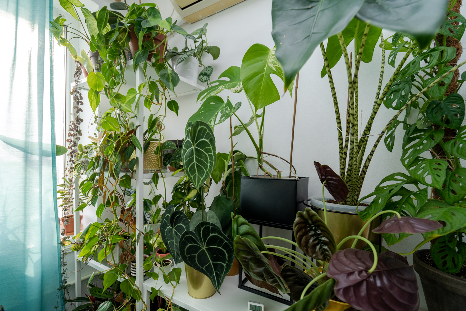 plante bucuresti