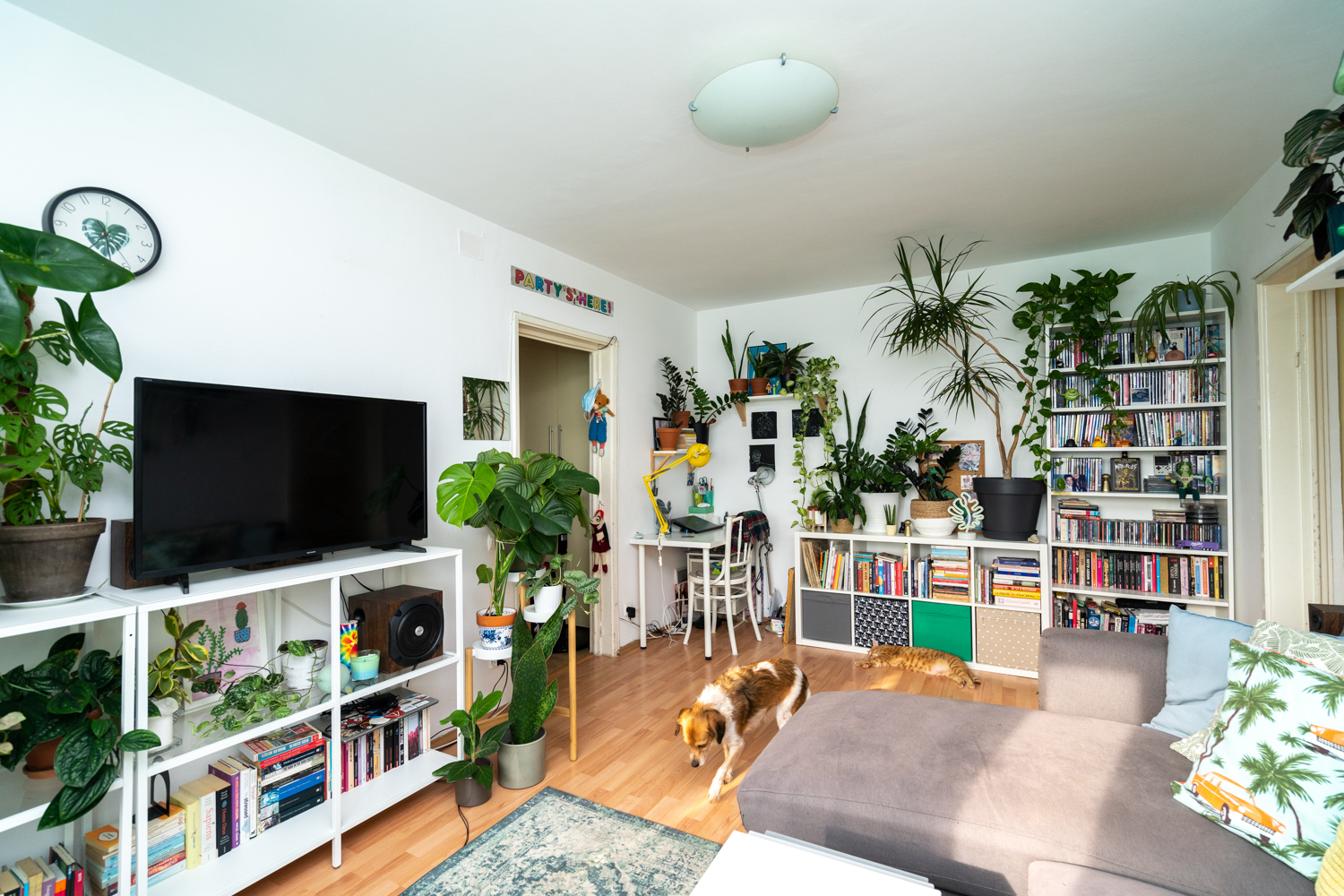 plante interior plante apartament 