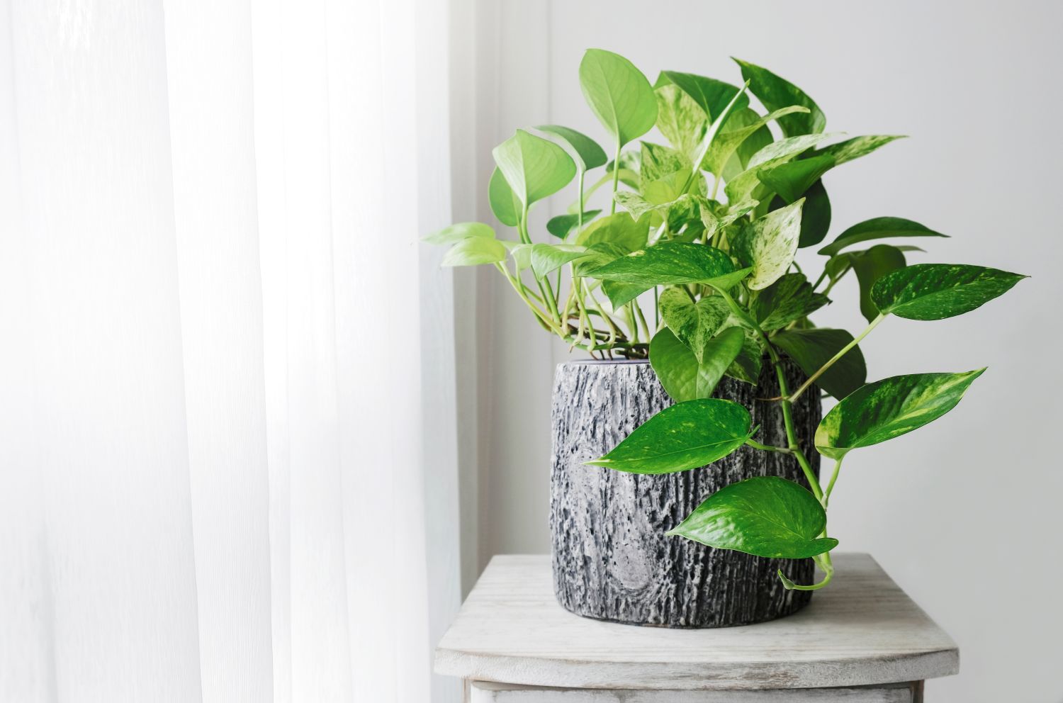 pothos plante nepretentioase balcon
