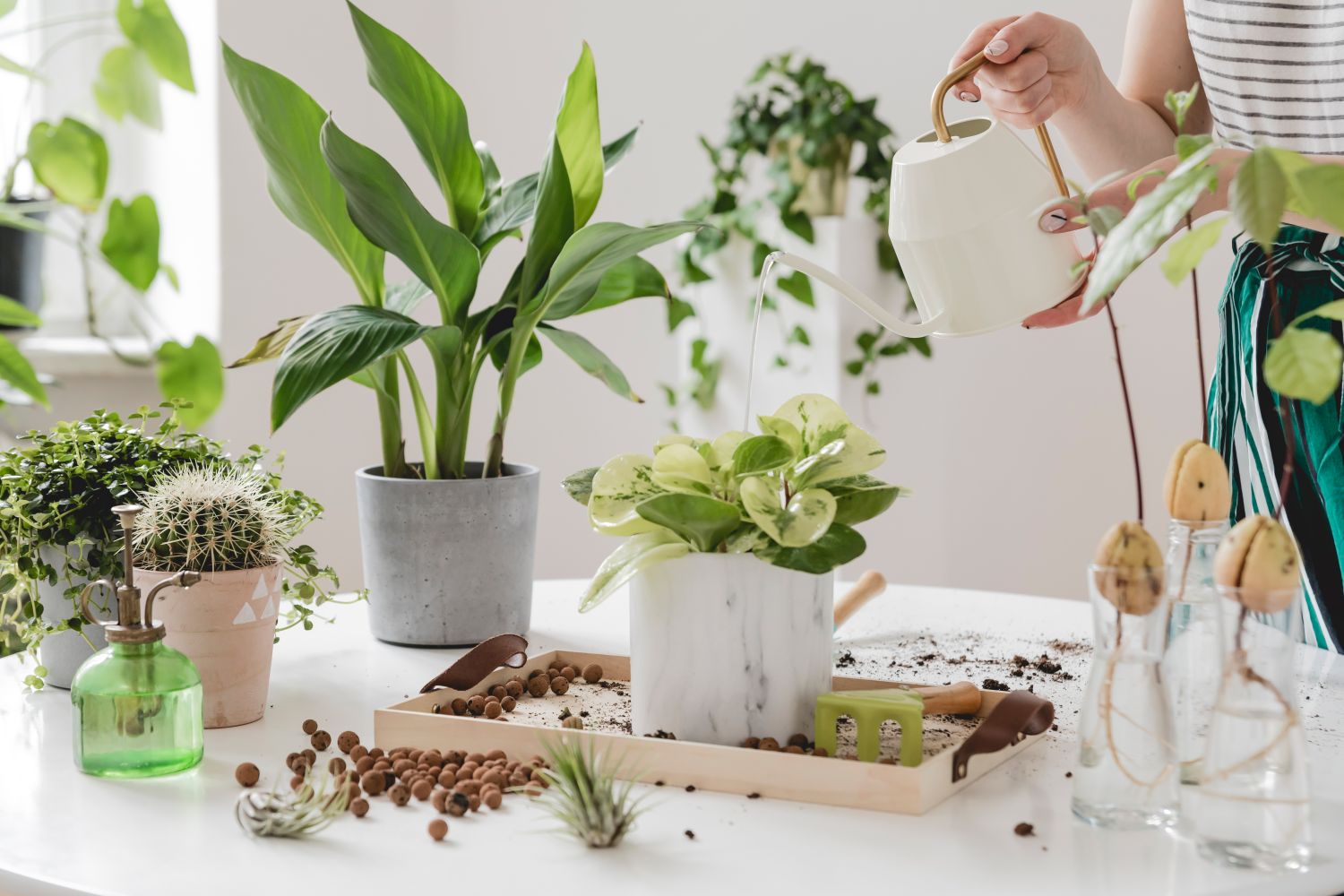 udare plante