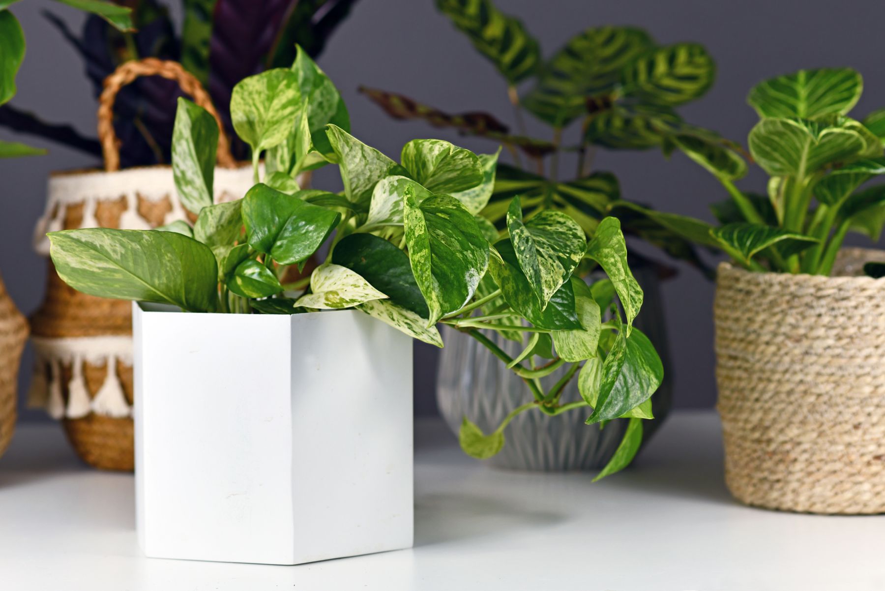 plante nepretentioase