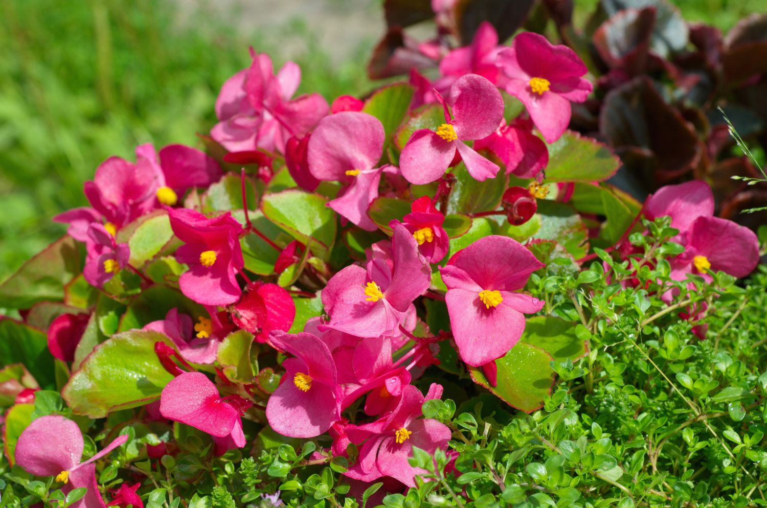 begonia semperflorens flori de gradina care infloresc tot anul