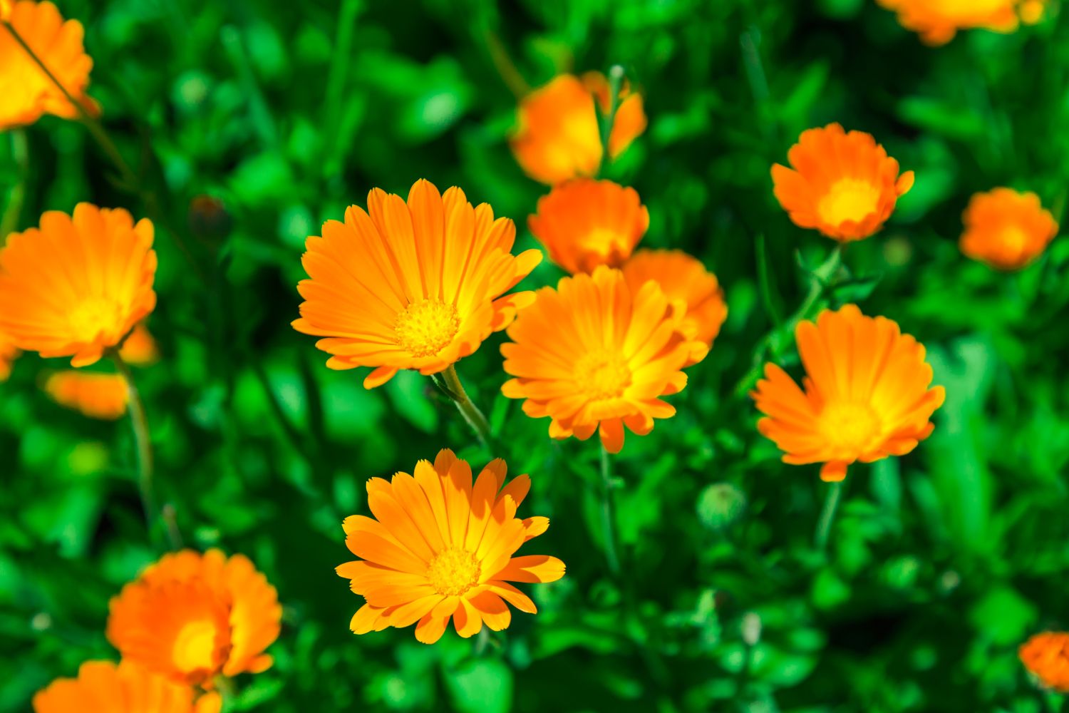 galbenele calendula officinalis