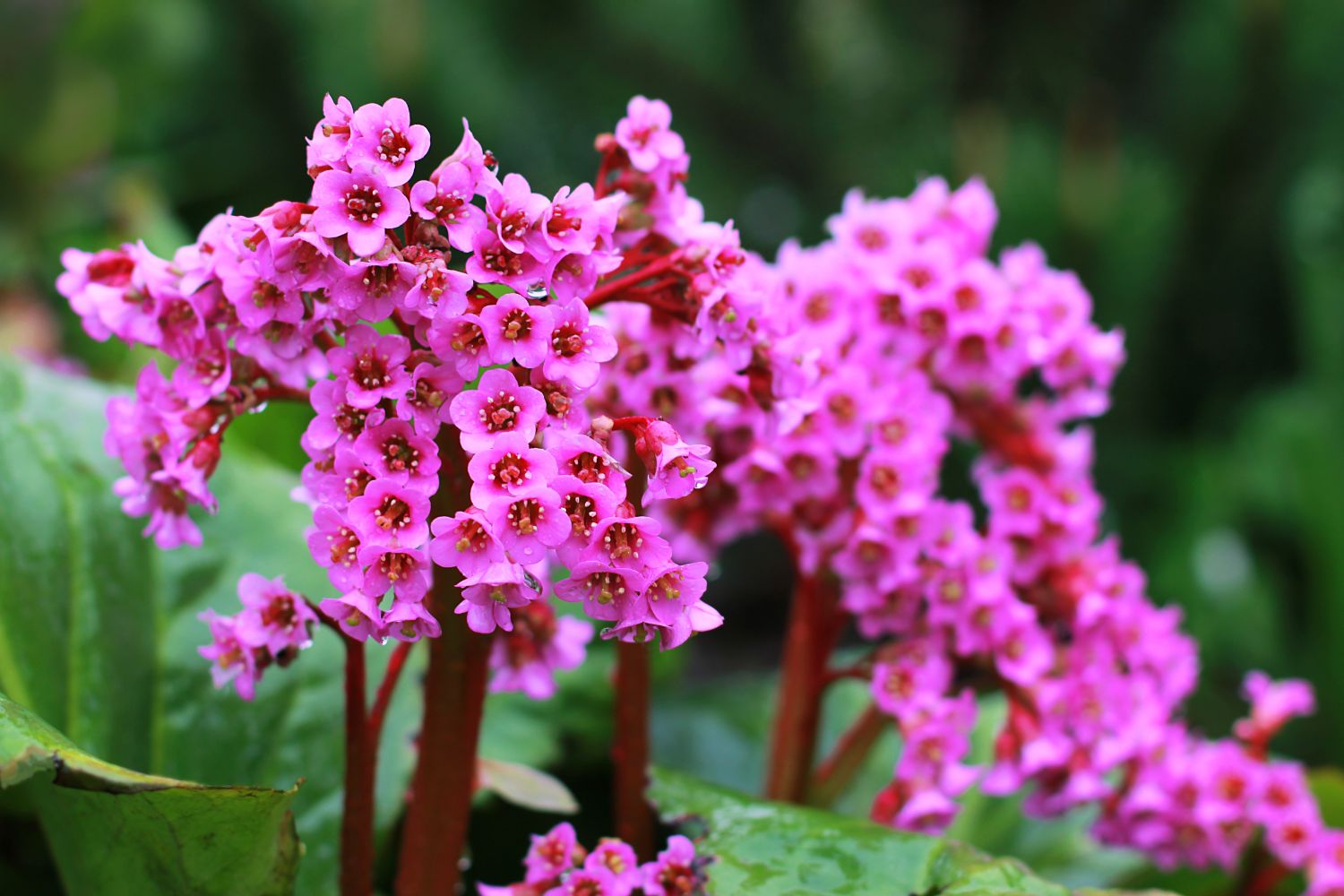 plante_de_grădină_care_înfloresc_tot_anul_bergenia