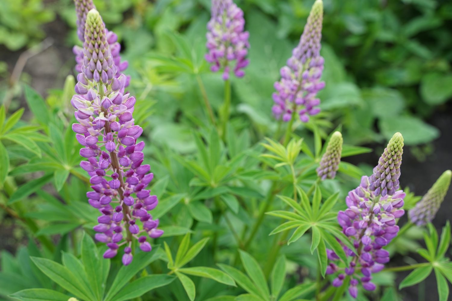 plante_de_grădină_care_înfloresc_tot_anul_lupin