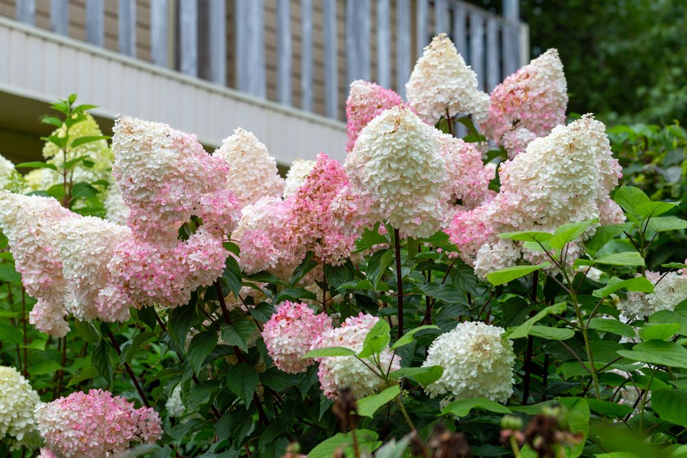Hortensie paniculata