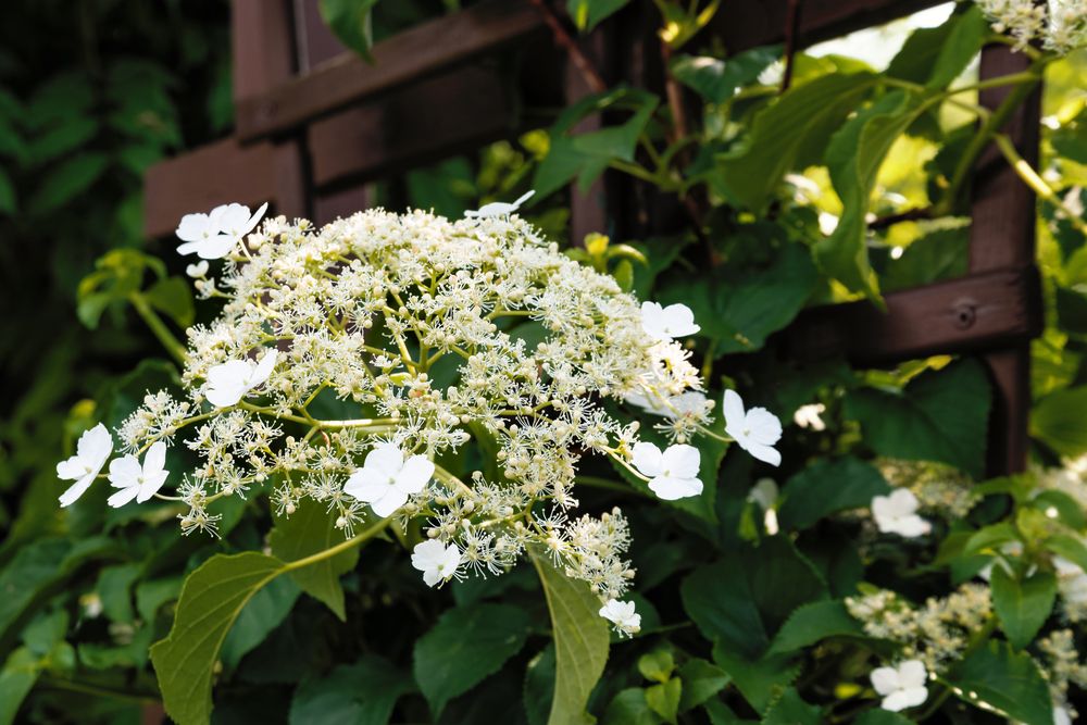 hortensie anomala petiolaris