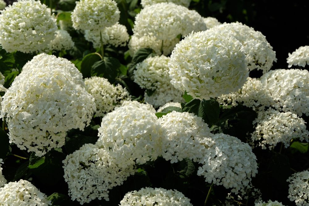 Hortensie arborescens