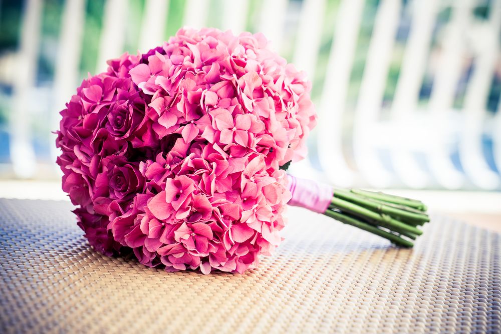 Hortensie buchet