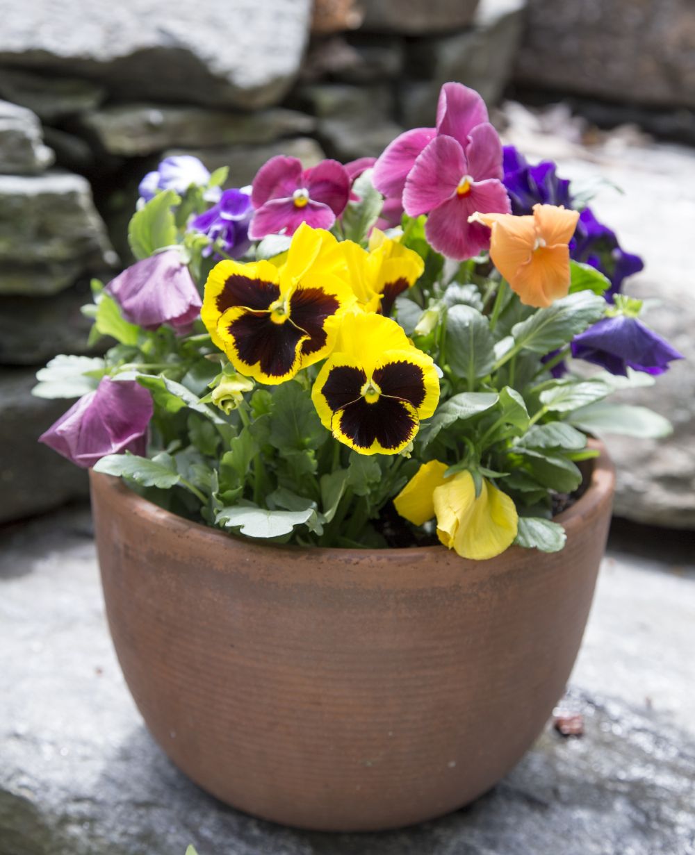 plante nepretentioase balcon panselute