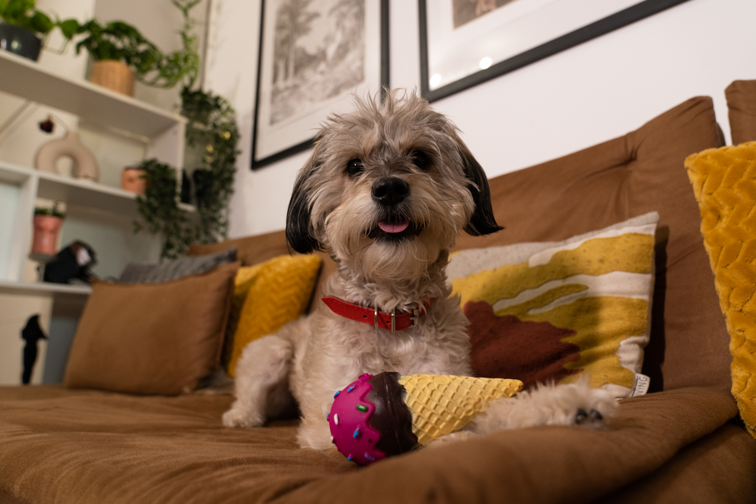 the dog s home