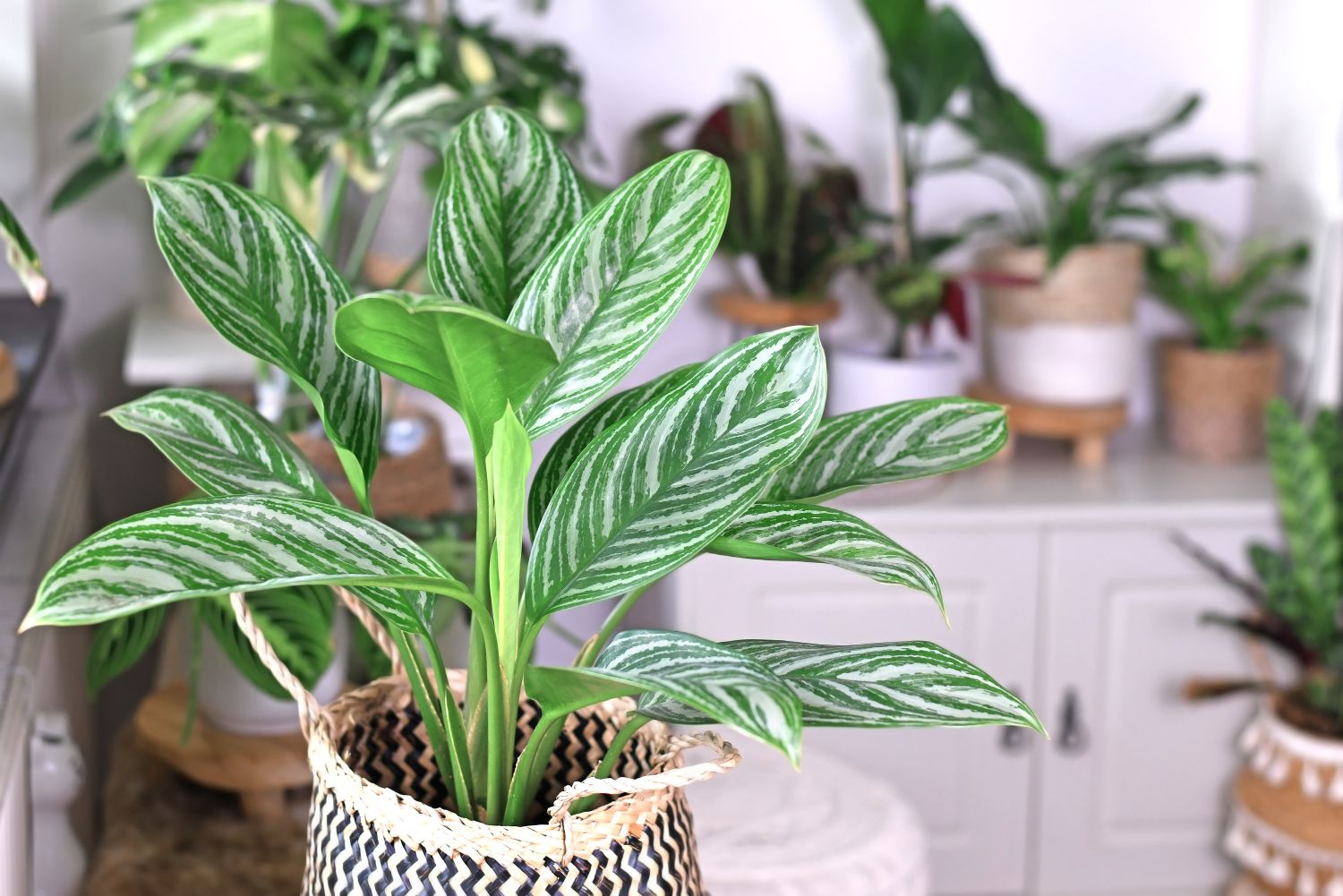 Aglaonema - planta întunericului