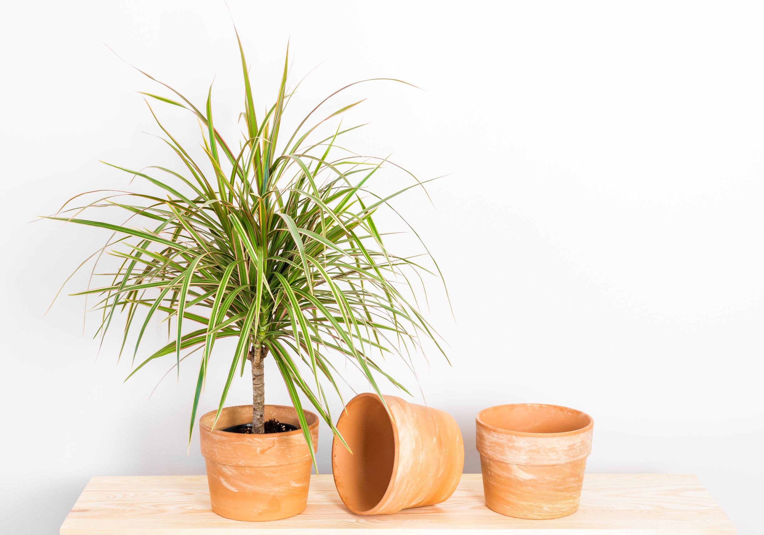 dracaena