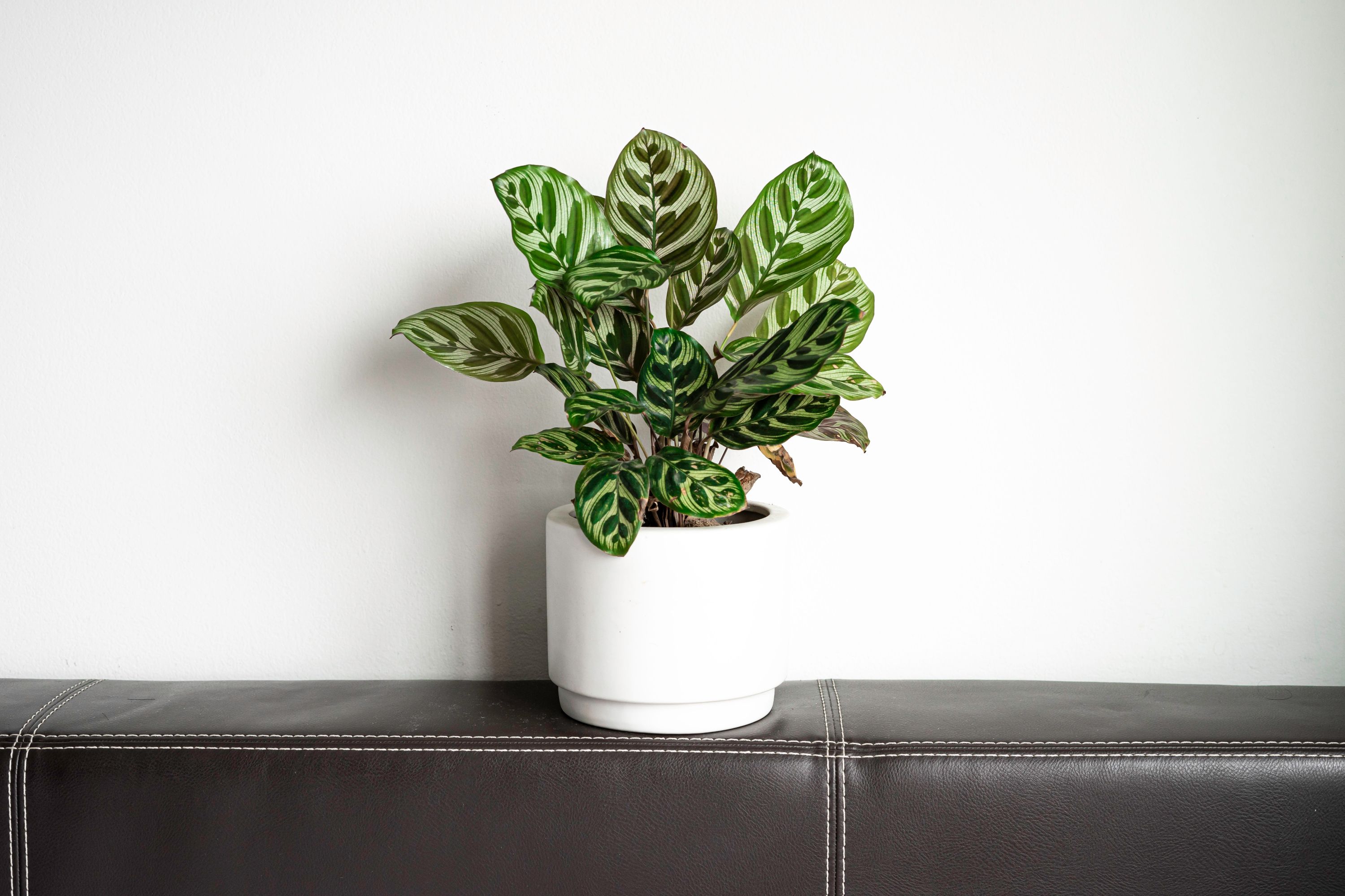 calathea lumina