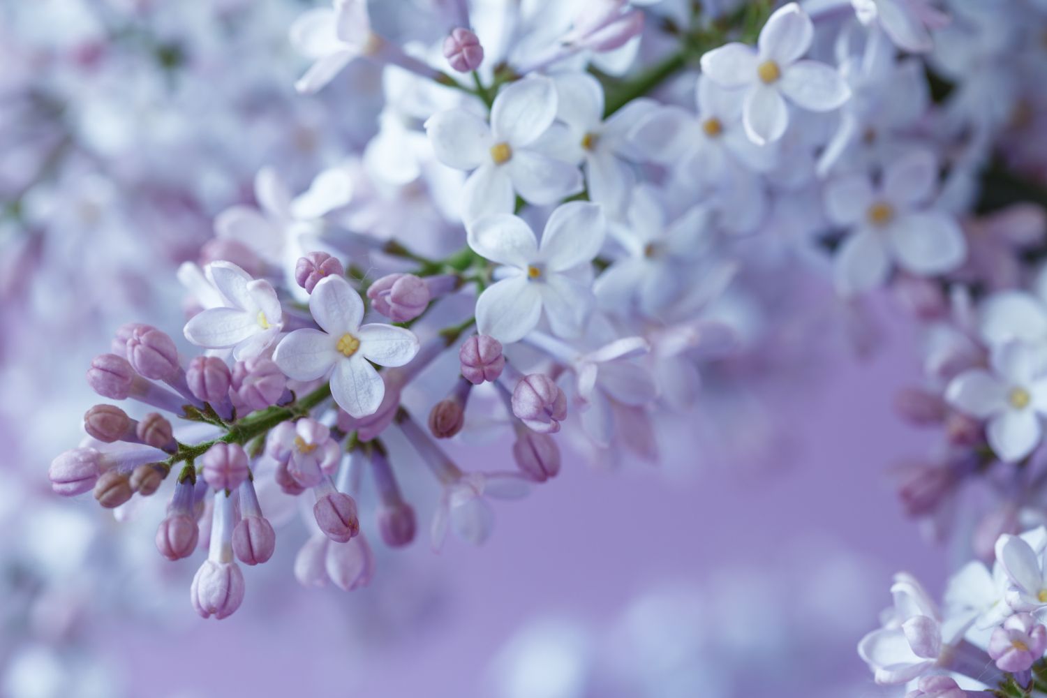 cand infloreste liliacul