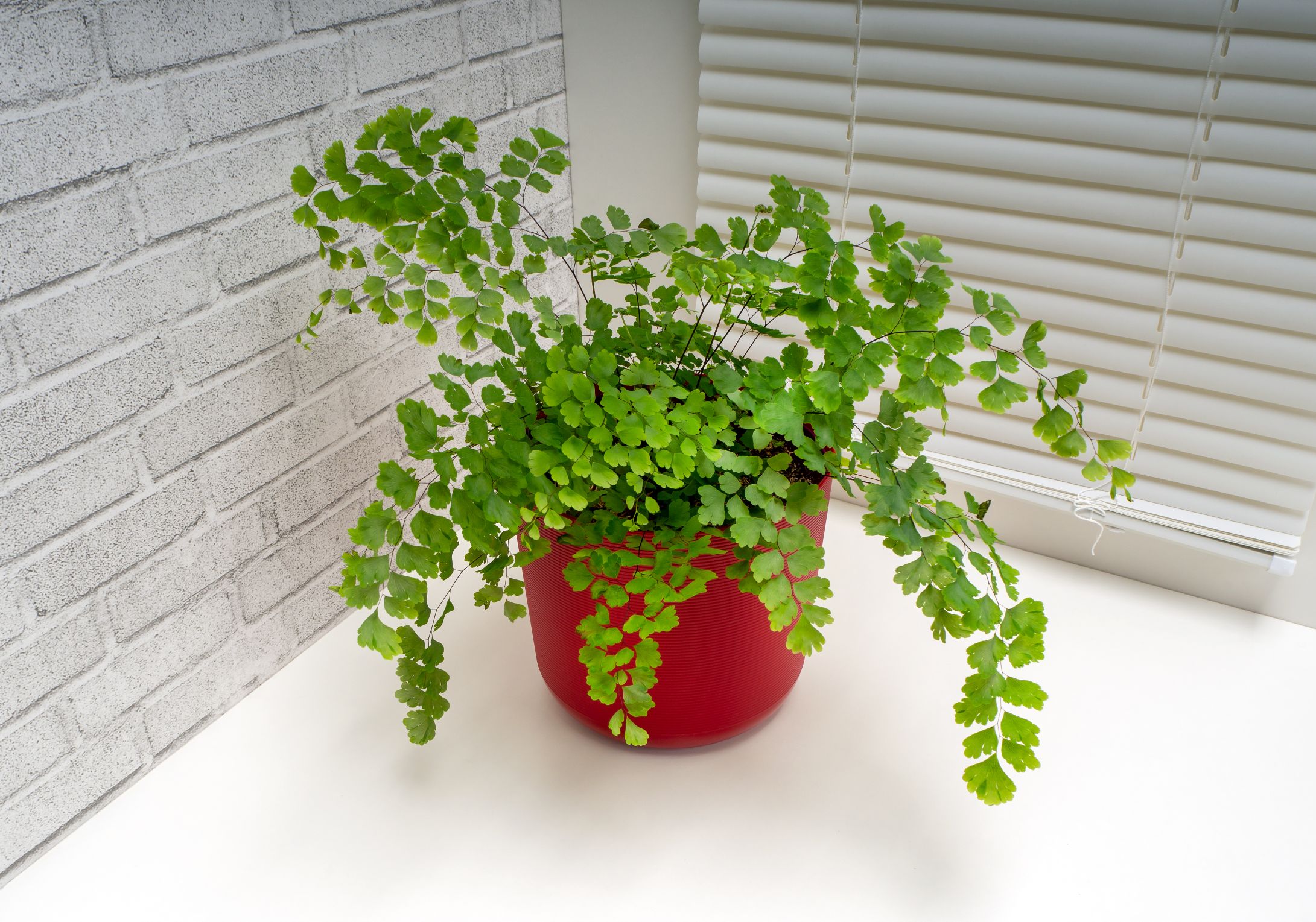plante care nu au nevoie de lumina capilaria