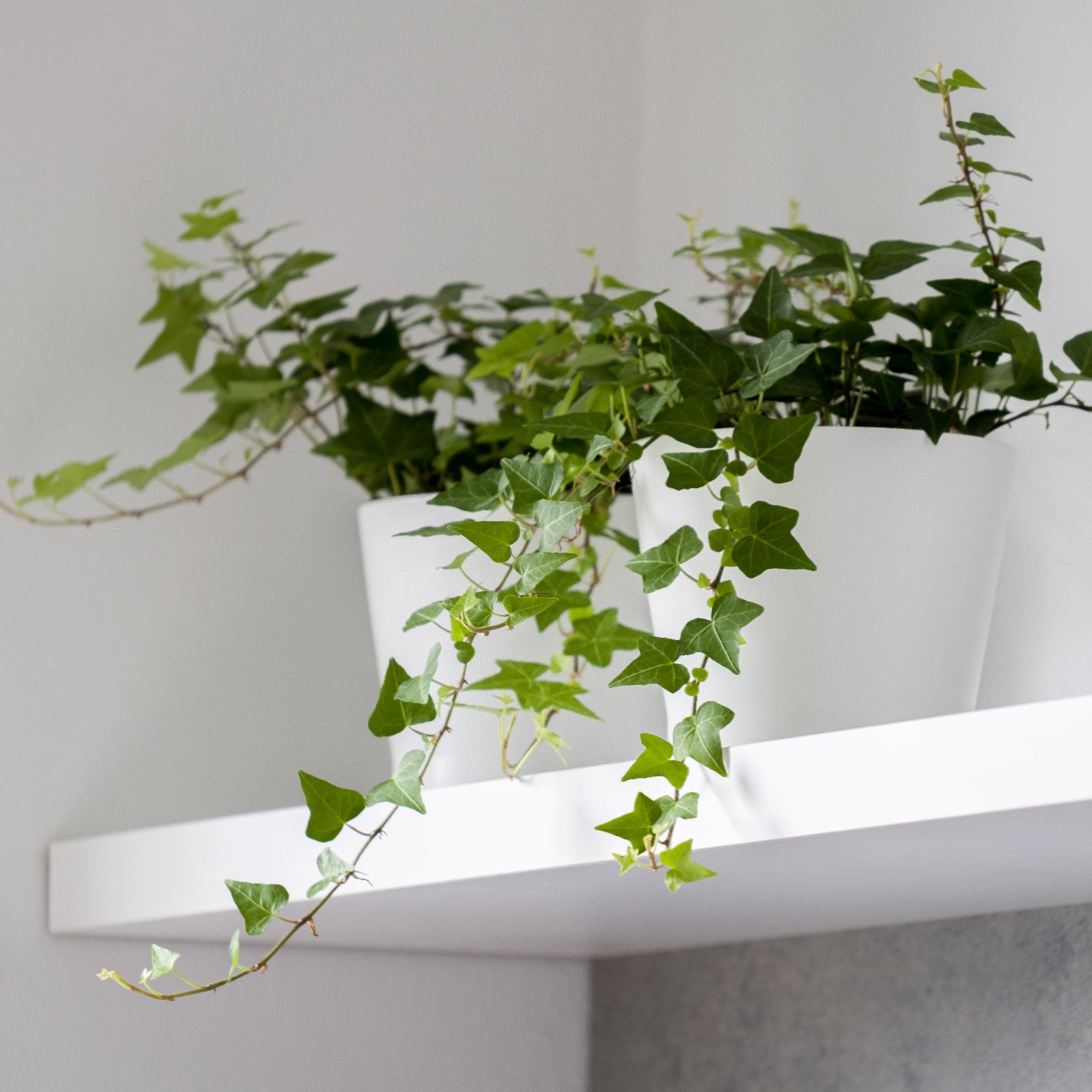 iedera plante care nu au nevoie de lumina