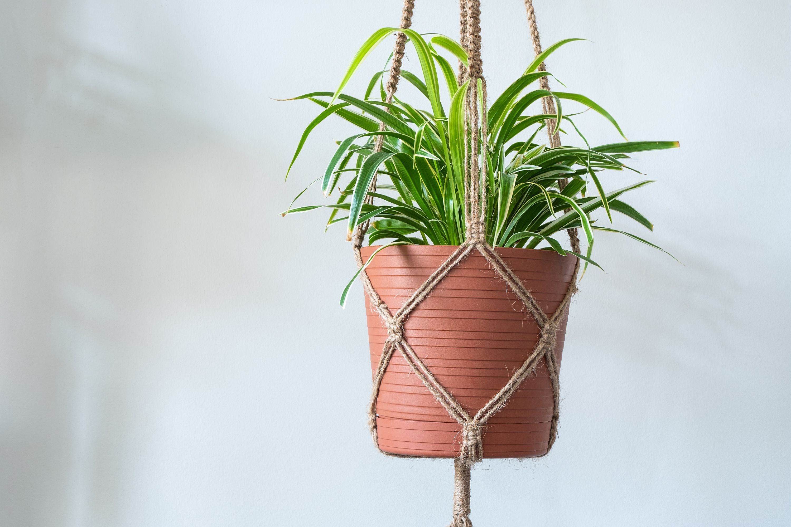 plante care se dezvolta in intunericplanta paianjen
