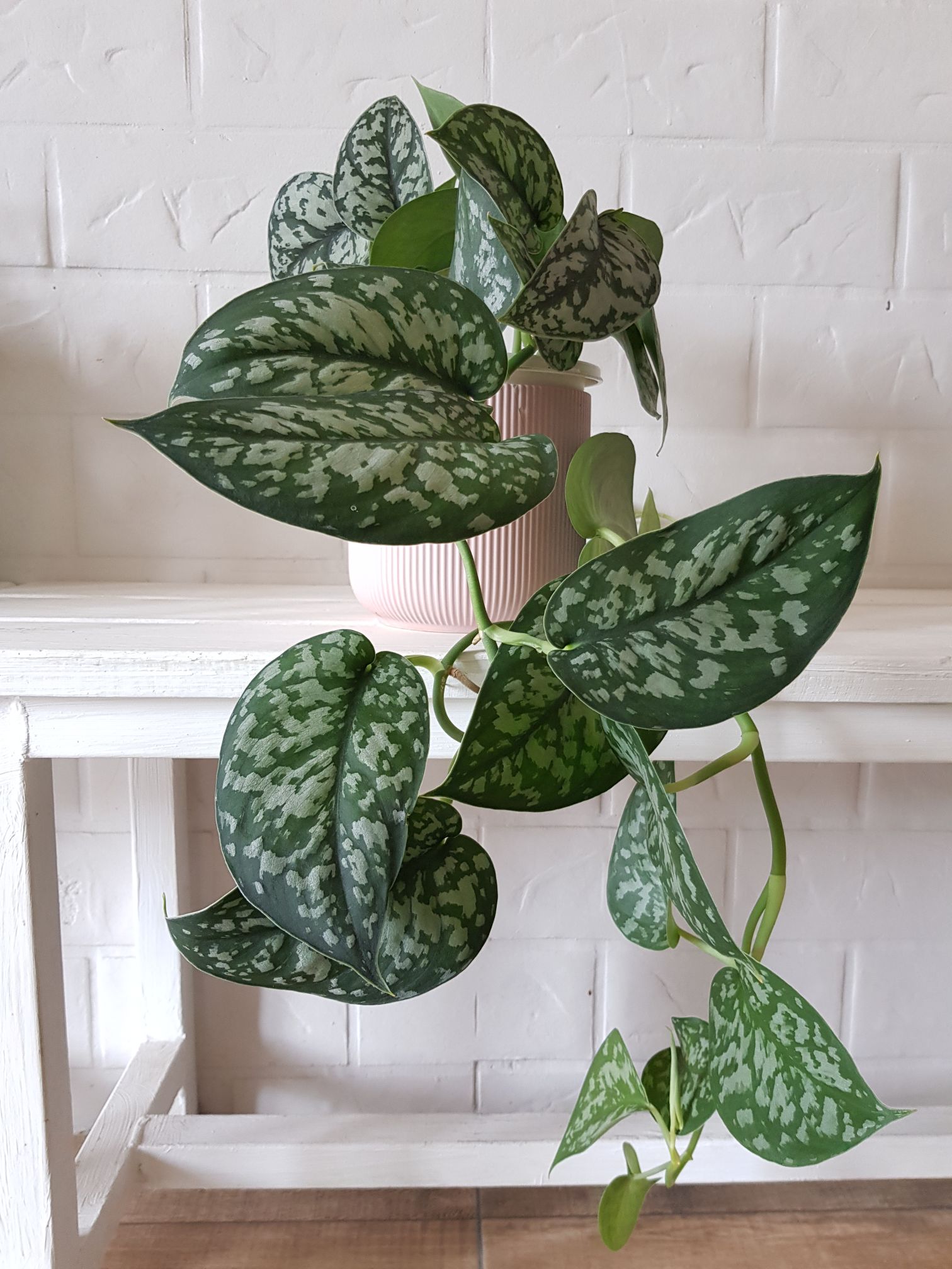 pothos argintiu