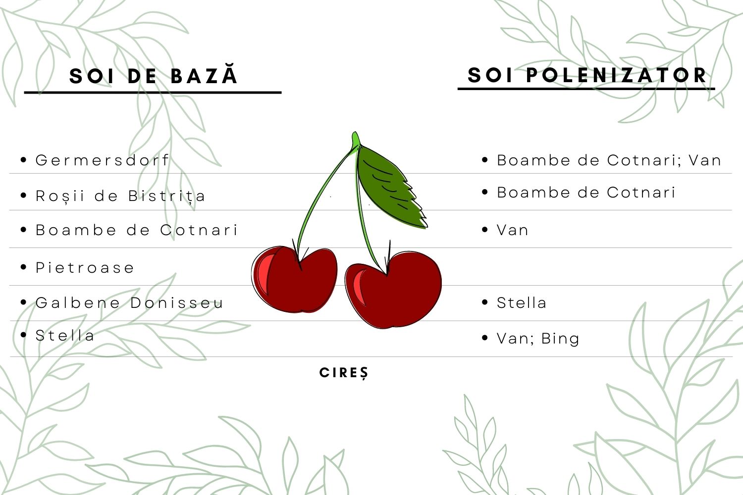 polenizatori cires
