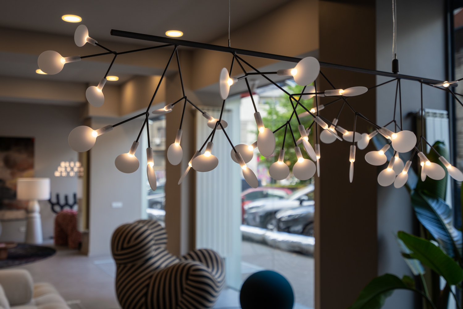heracleum endless