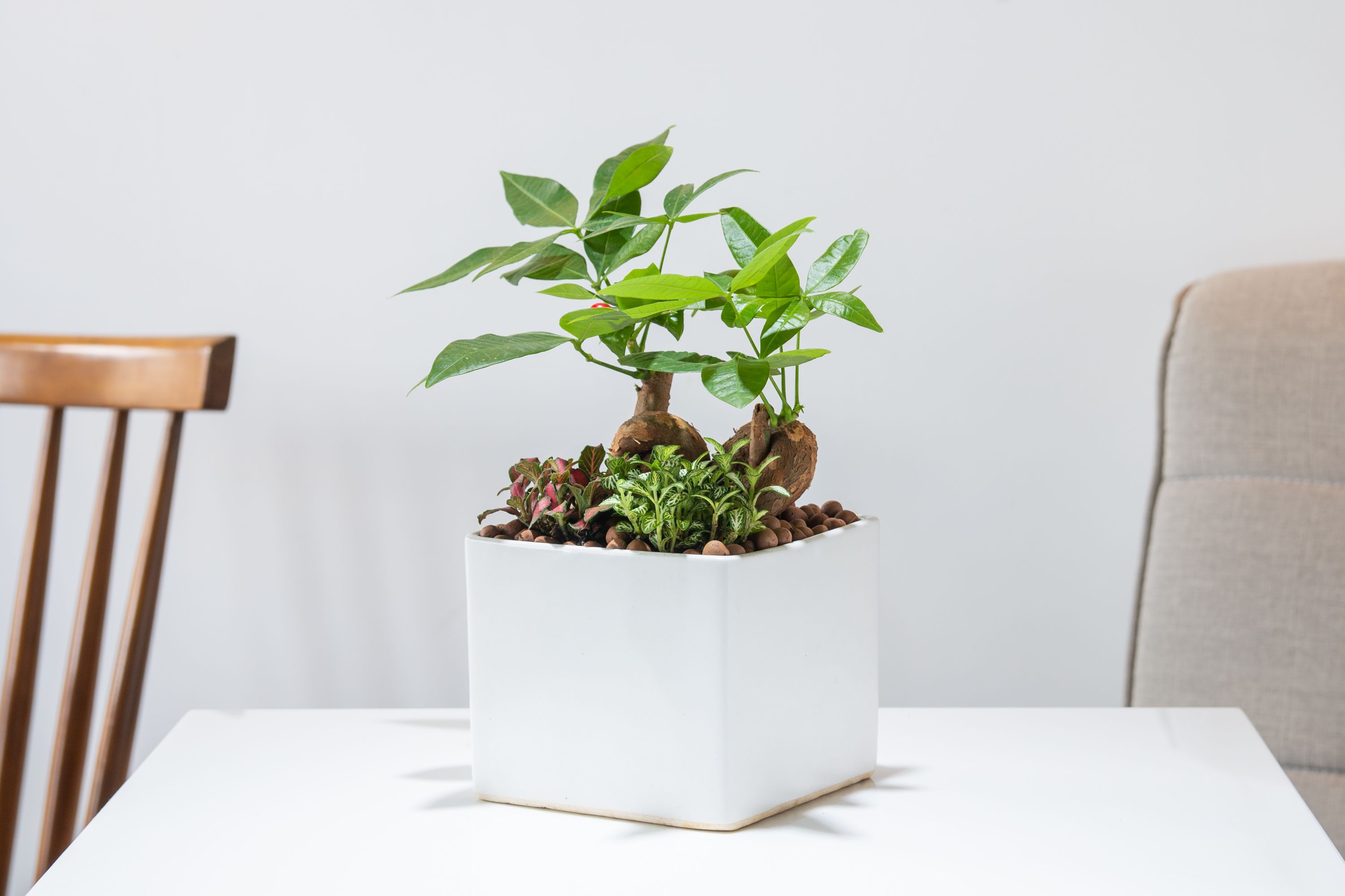 pachira aquatica bonsai