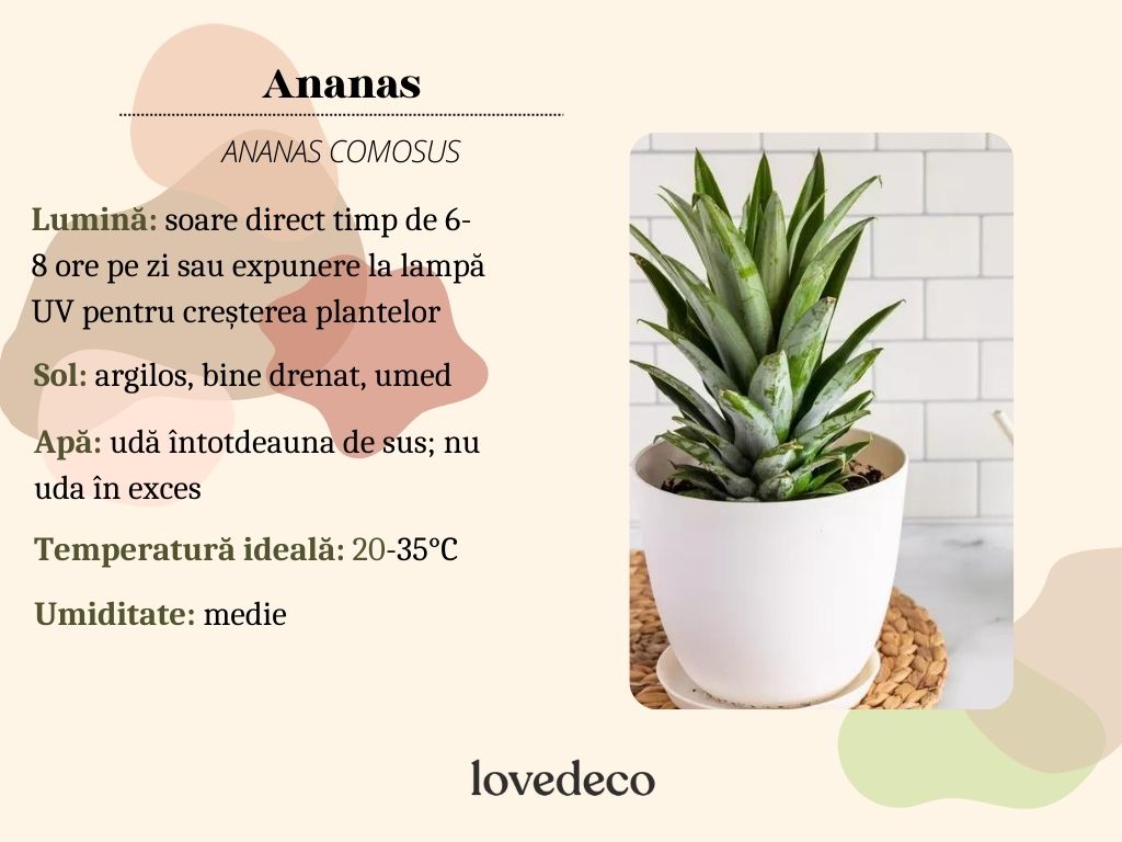 ananas grafic