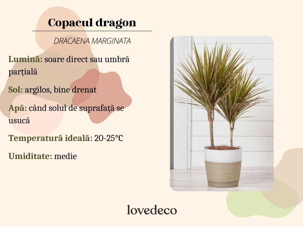 copacul dragon