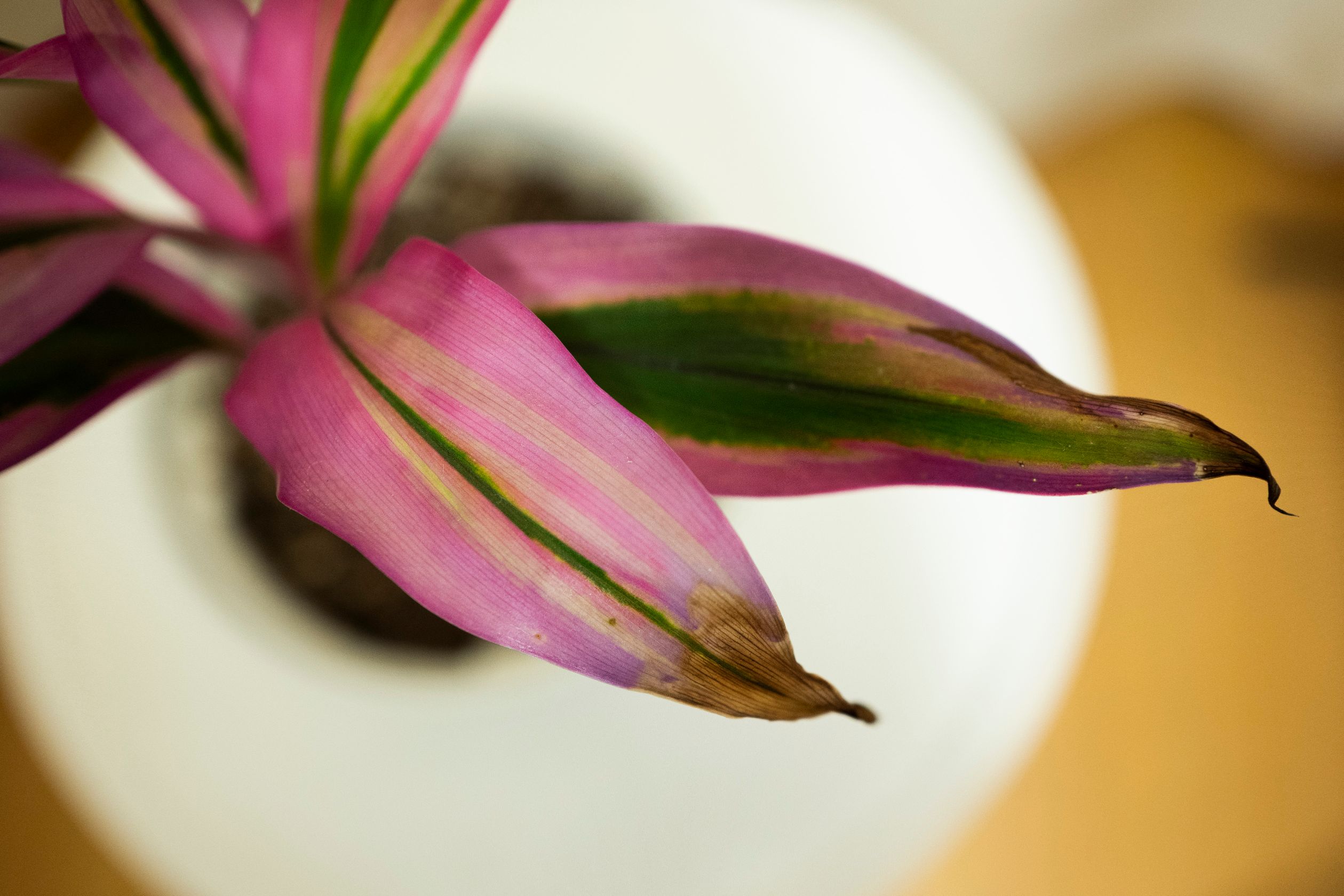 cordyline fruticosa frunze uscate