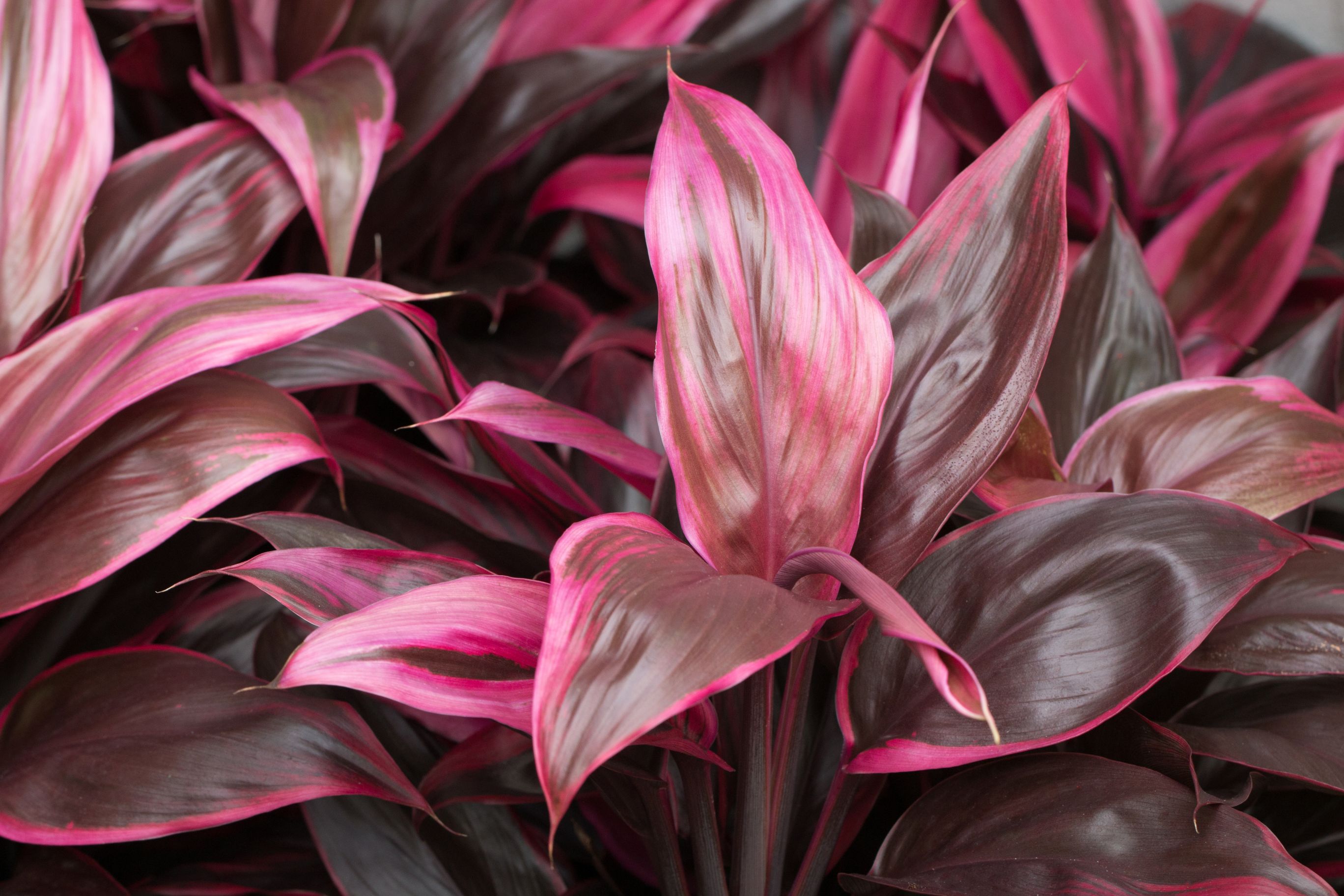 cordyline fruticosa roz
