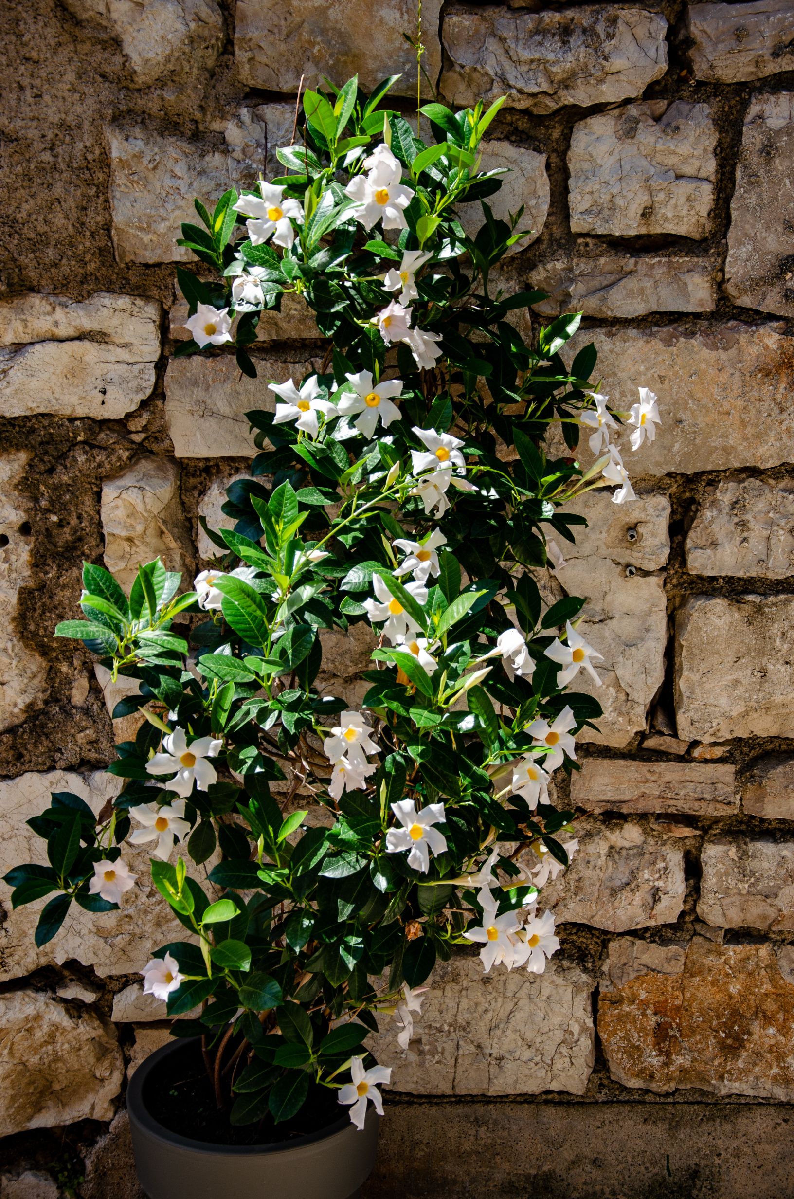 mandevilla planta cataratoare