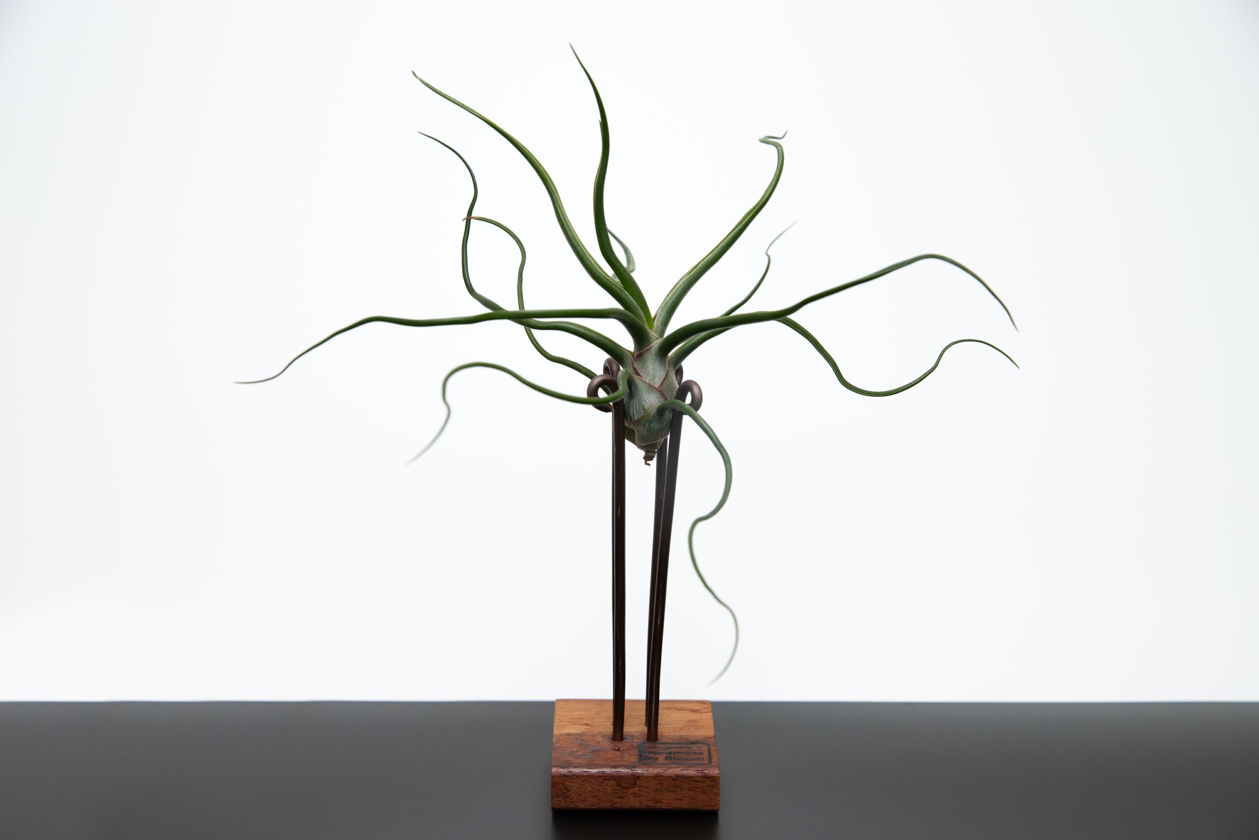 planta de aer bulbosa