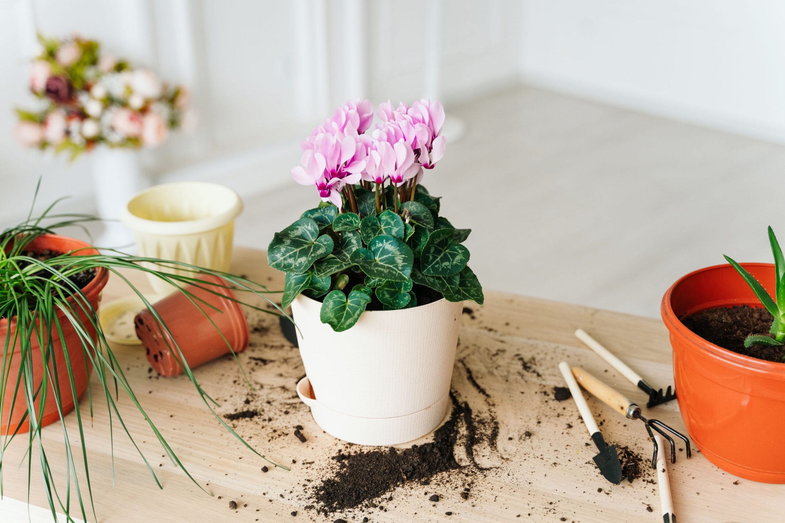 replantare cyclamen
