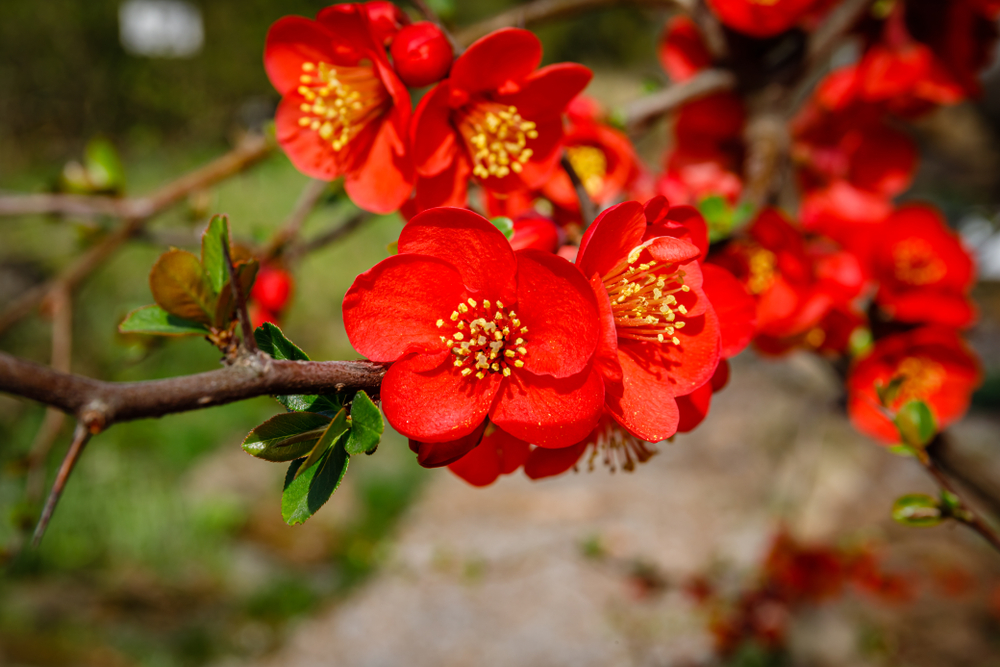 arbuști decorativi cu flori gutui japonez