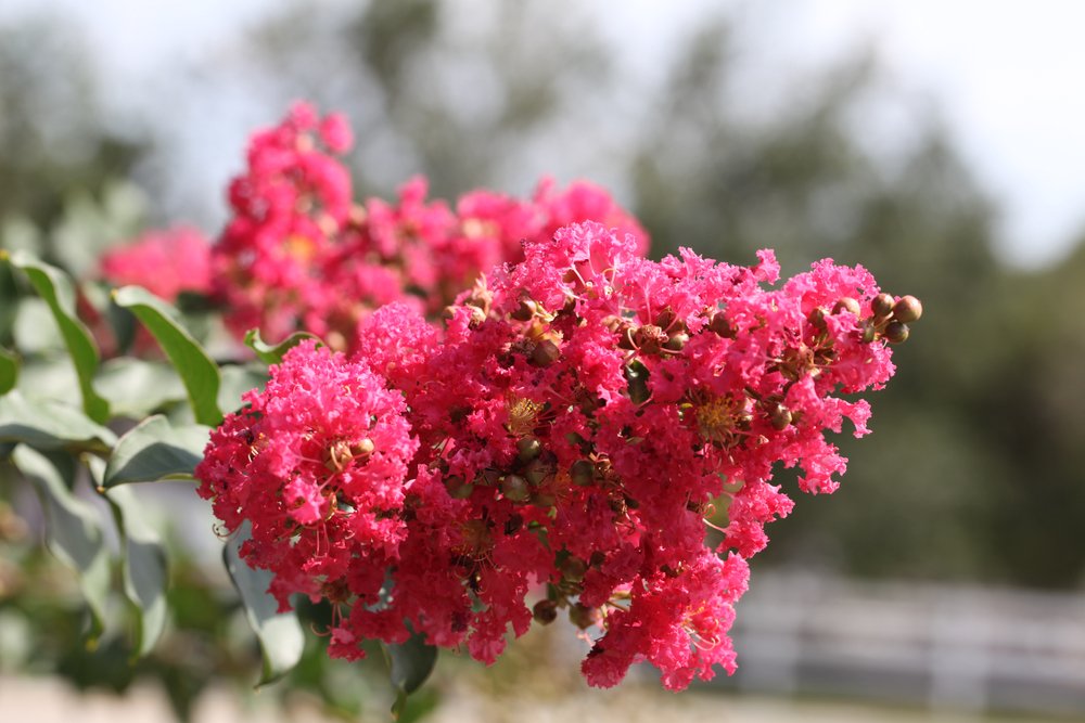 arbuști decorativi cu flori liliac indian