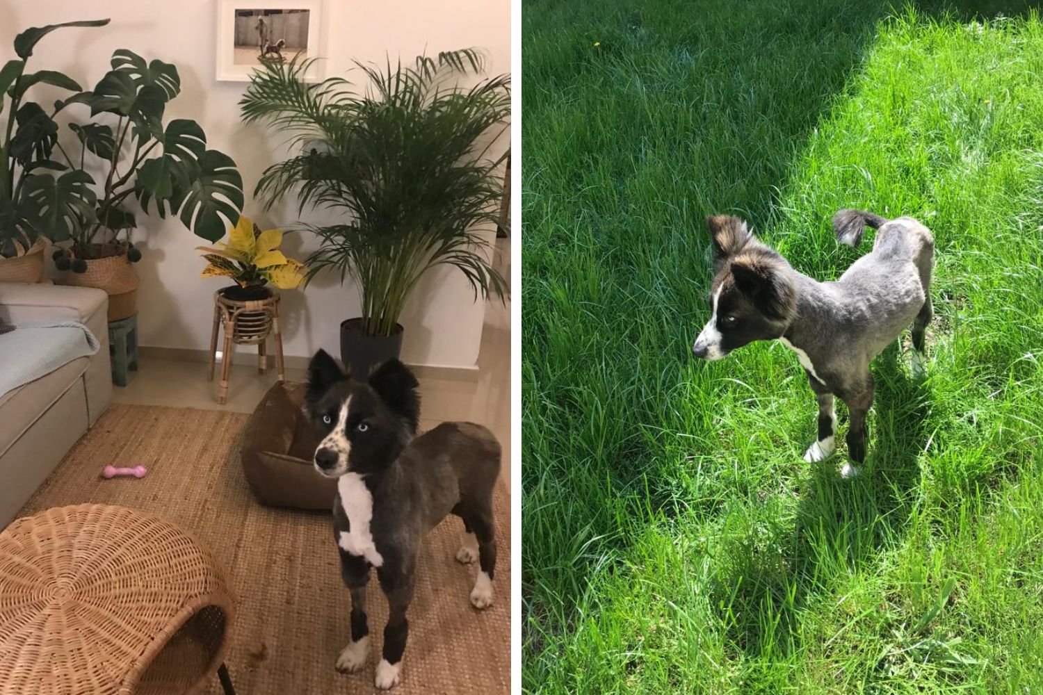 adoptii caini pruna in prima zi in noua ei casa