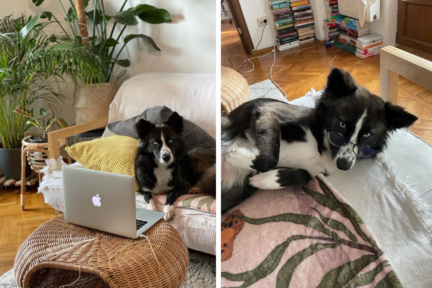 adoptii caini pruna acasa