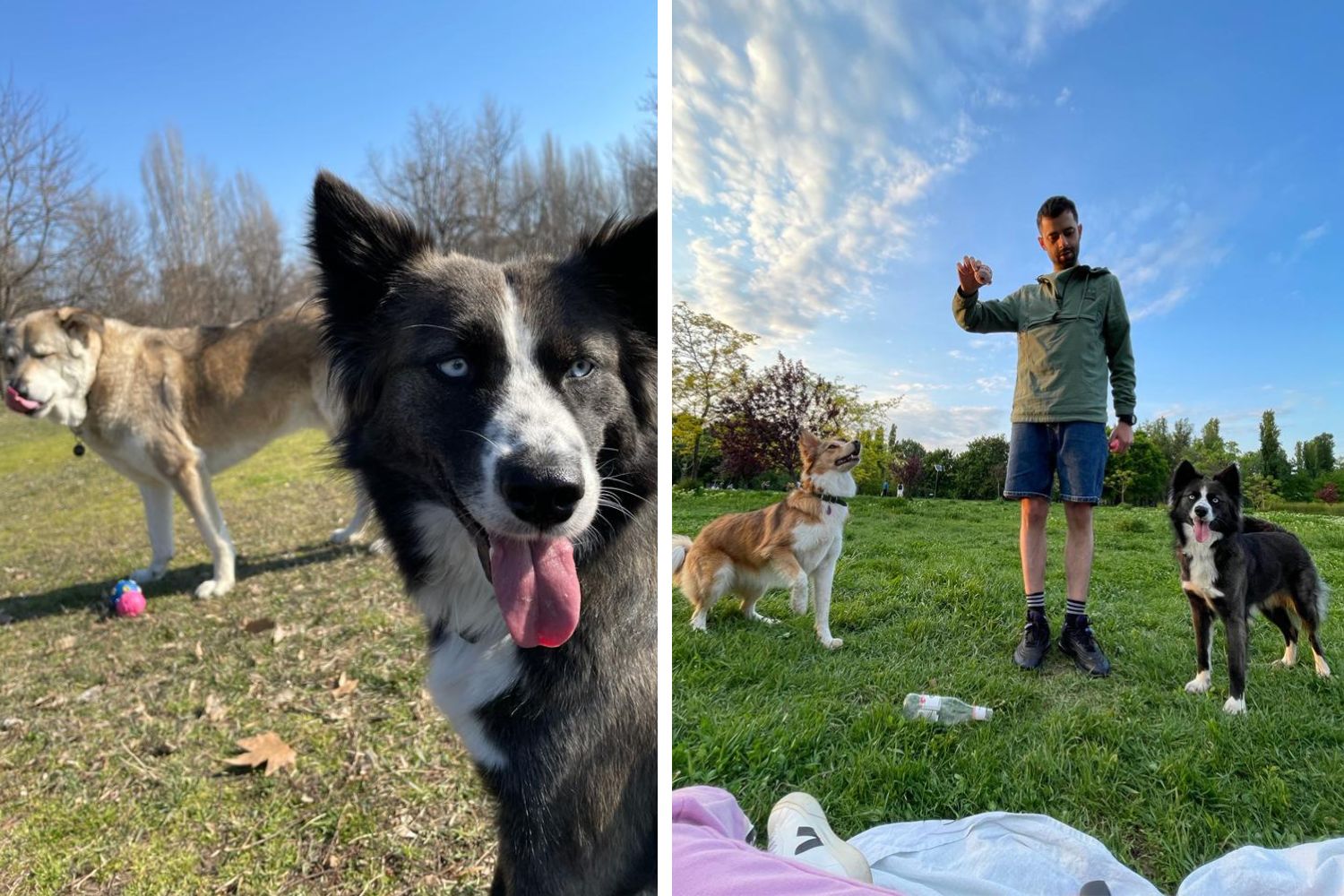 adoptii caini bucuresti parcul izvor