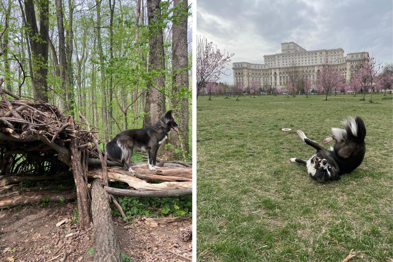 adoptii caini in natura pruna