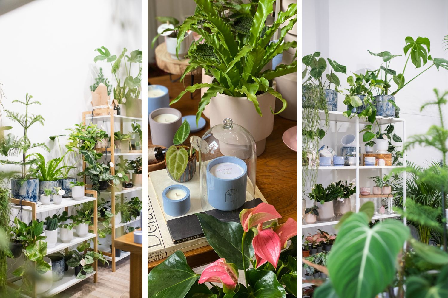 PlantUp x Odyssee, The Fragrant Garden