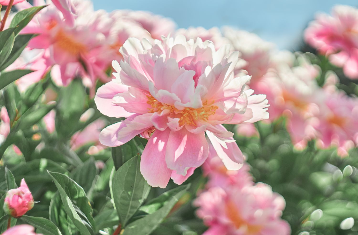 cele mai parfumate flori de gradina bujori