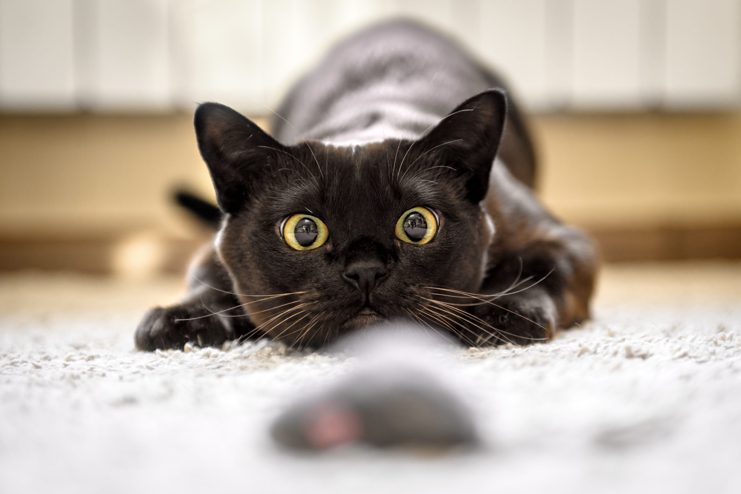 jucarii pentru pisici shutterstock
