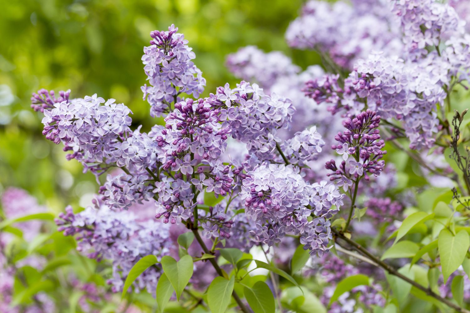 cele mai parfumate flori de gradina liliacul