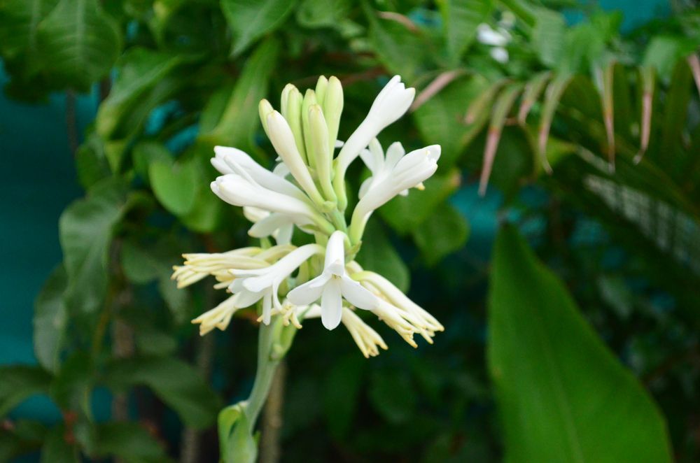 cele mai parfumate flori de gradina