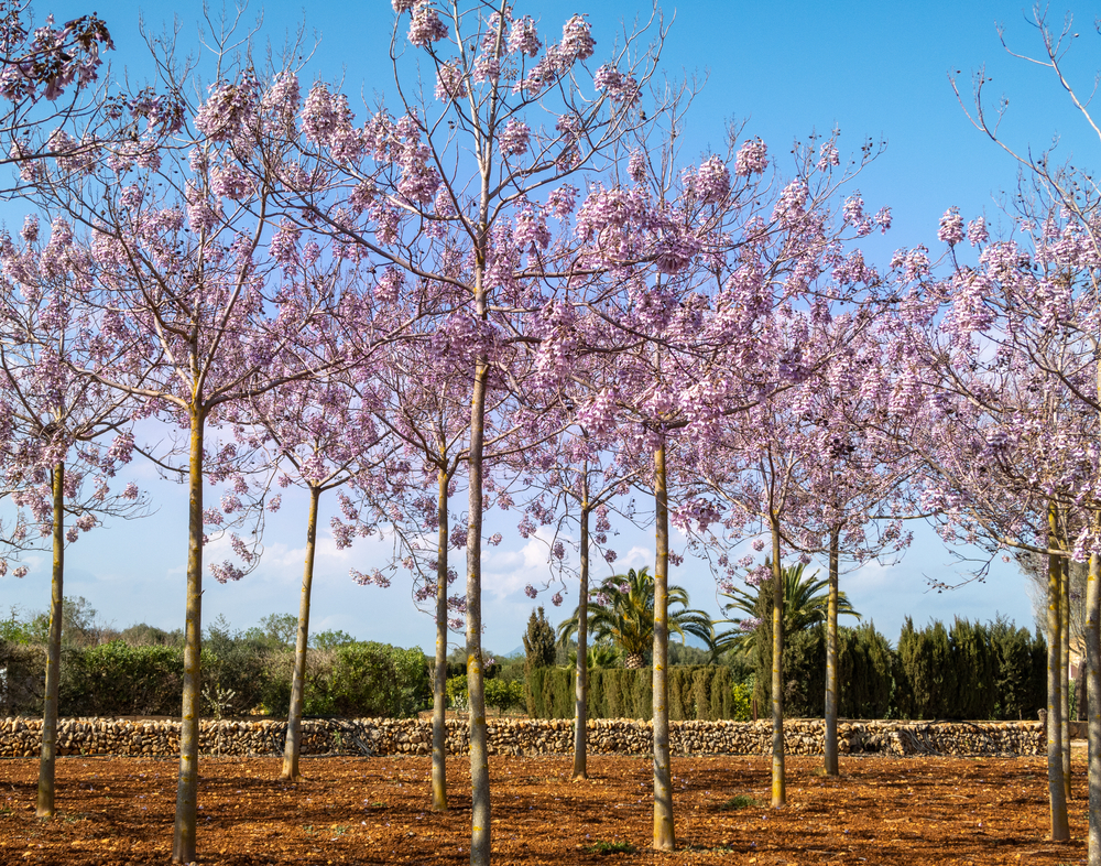 Paulownia copaci care cresc repede