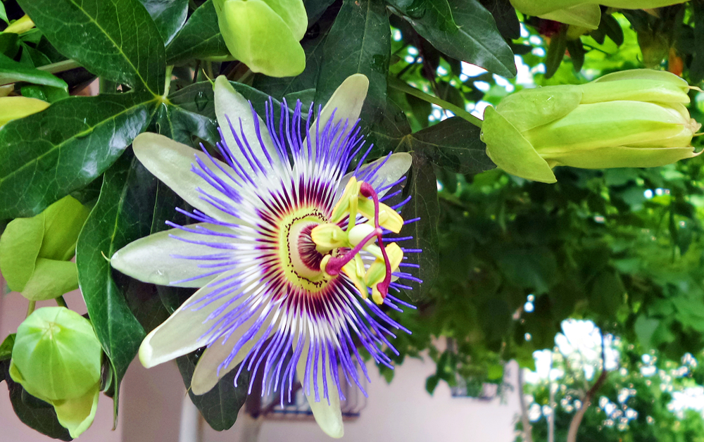 Plante cățărătoare cu creștere rapidă passiflora
