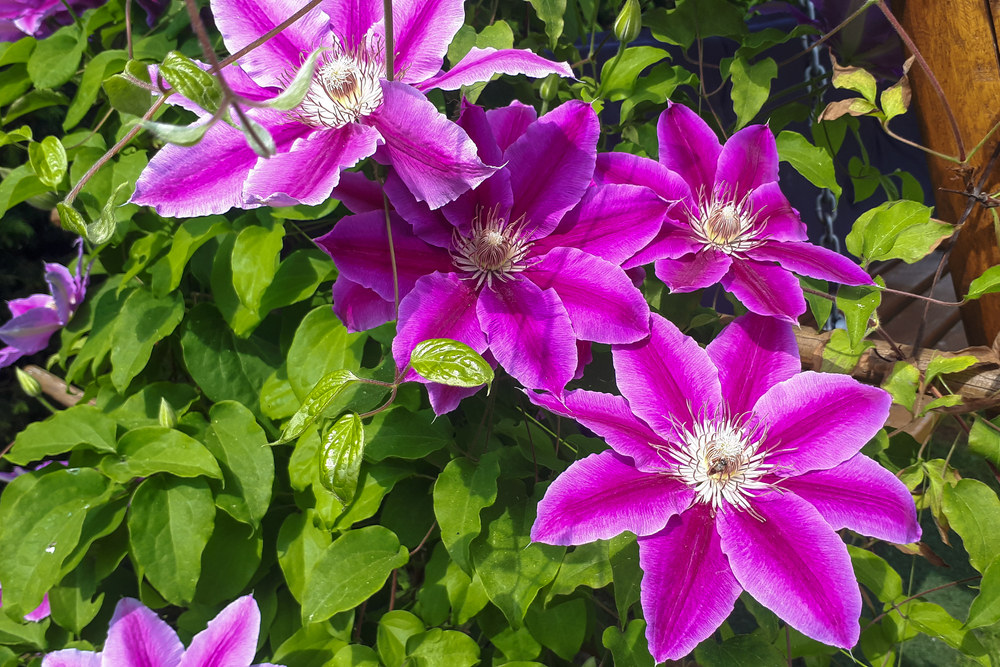 Clematita înmulțire