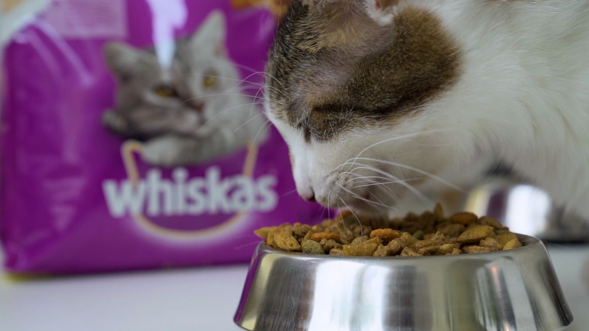 motanul pepper viata cu pisici whiskas