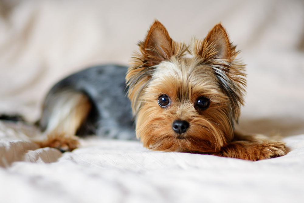 Cele mai mici rase de cîini yorkshire terrier